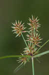 Oneflower flatsedge